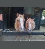 Twee lieve jaarlingen