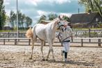 Lieve, Betrouwbare D-pony, ideale leerpony, Dieren en Toebehoren, Pony's, 11 jaar of ouder, Recreatiepony, D pony (1.37m tot 1.48m)