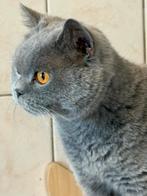 Brits korthaar, Dieren en Toebehoren, Poes