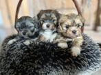 prachtige lhasa apso pups st st hub, België, Overige rassen, CDV (hondenziekte), 8 tot 15 weken