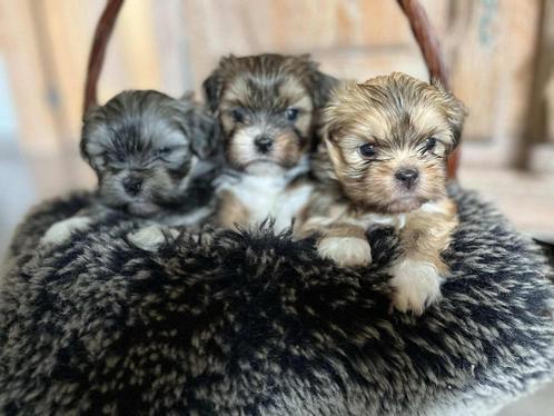 prachtige lhasa apso pups st st hub, Dieren en Toebehoren, Honden | Chihuahua's en Gezelschapshonden, Teef, Overige rassen, Fokker | Professioneel