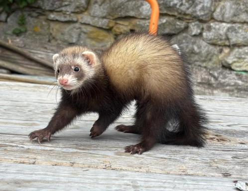 Jonge vrouwelijke fretsabel, Dieren en Toebehoren, Knaagdieren, Vrouwelijk, Fret, Mei, Tam