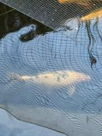 Koi Shiro utsuri II  45 cm, Karper of Koi