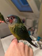 Jonge Pyrrhura Emma halftam, Dieren en Toebehoren, Vogels | Parkieten en Papegaaien, Meerdere dieren, Papegaai, Geringd
