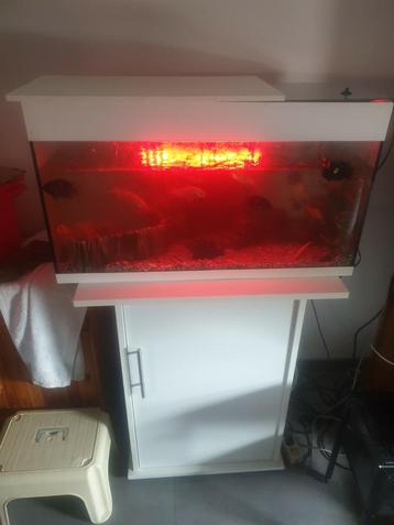 Te koop inrichten en onderhoud van aquarium op aanvraag !!