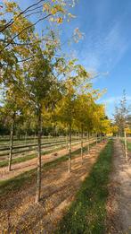 Arbres Gleditsia Sunburst de différentes tailles, Enlèvement ou Envoi