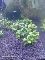 Bucephalandra , 2verschillende te koop, Dieren en Toebehoren, Ophalen of Verzenden, Nieuw, Plant(en), Steen of Hout