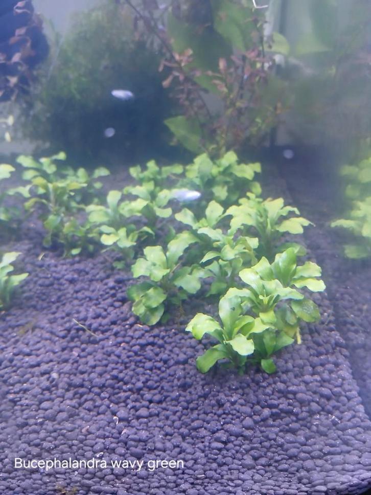 Bucephalandra , 2verschillende te koop, Dieren en Toebehoren, Vissen | Aquaria en Toebehoren, Nieuw, Plant(en), Steen of Hout