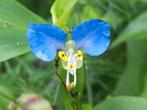 Commelina Communis zaden (Aziatische dagbloem), Verzenden, Zaad