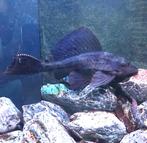 Plecostomus, Vis, Zoetwatervis
