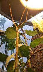 Wandelende takken Phobaeticus magnus "Ratchaburi", Dieren en Toebehoren, Insecten en Spinnen