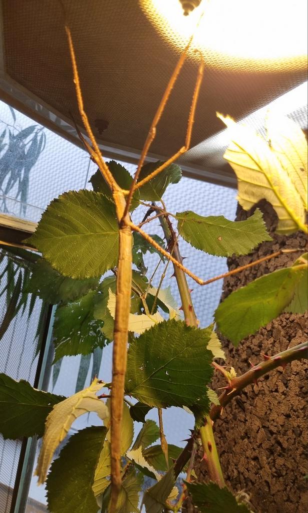 Wandelende takken Phobaeticus magnus "Ratchaburi", Dieren en Toebehoren, Insecten en Spinnen