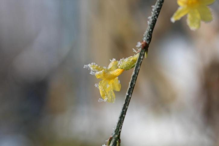 Winterjasmijn, Tuin en Terras, Planten | Tuinplanten, Vaste plant, Klimplanten, Volle zon, Winter, Ophalen of Verzenden