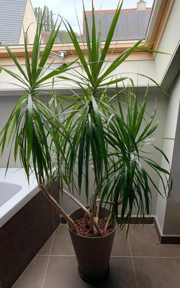 kamerplant Dracaena marginata of Dragon Tree: luchtzuiverend beschikbaar voor biedingen