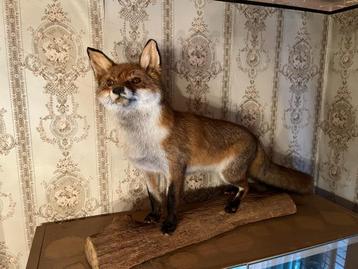 Taxidermie, Mooie grote Vos (ook andere te koop, zie lijst) beschikbaar voor biedingen