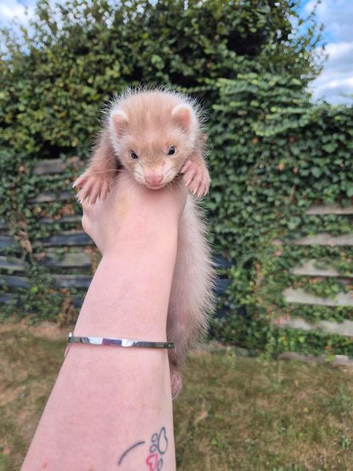 Mooie fretten pup moertje, Dieren en Toebehoren, Overige Dieren, Vrouwelijk, Juli