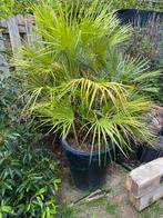 Palmboom winterhard, Tuin en Terras, Planten | Tuinplanten, Ophalen