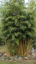 Bamboo Géant, Ophalen