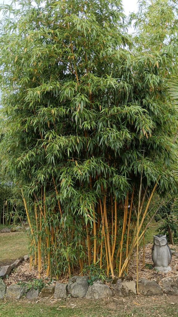 Gigantische bamboe, Tuin en Terras, Planten | Tuinplanten, Ophalen