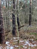 Inlandse eik, Enlèvement, Autres espèces