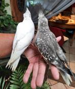 Camopsitte eam, Dieren en Toebehoren, Vogels | Duiven, Vrouwelijk