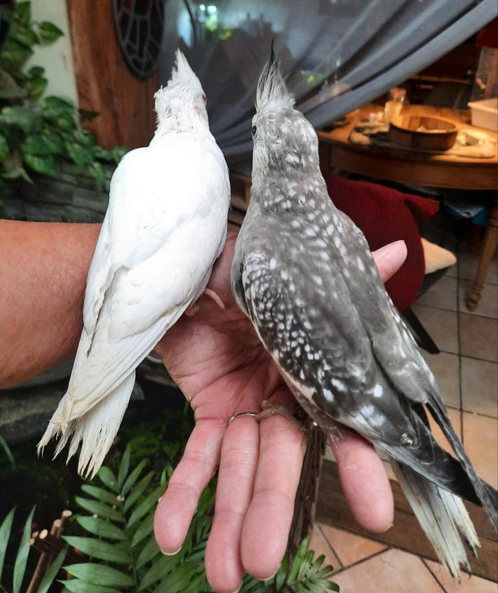 Camopsitte eam, Dieren en Toebehoren, Vogels | Duiven, Vrouwelijk