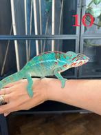 Jonge mannelijke Furcifer pardalis Ambilobe, Dieren en Toebehoren, Reptielen en Amfibieën, Hagedis, 0 tot 2 jaar
