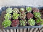 Rotsplanten / Alpenplanten, Ophalen, Bodembedekkers, Volle zon, Vaste plant