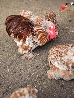 Broedeieren cochin kriel Rood Wit Gepareld, Dieren en Toebehoren, Pluimvee, Geslacht onbekend, Kip