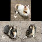 Dwergkonijntje leeuwenkopje