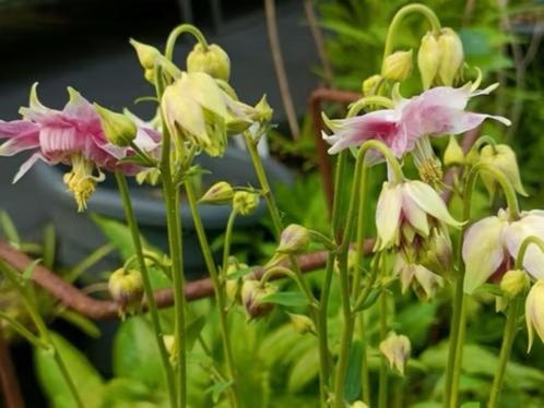 Kleine Akelei plantjes uitgehaald  , 6 voor 5 euro, Tuin en Terras, Planten | Tuinplanten, Vaste plant, Overige soorten, Volle zon