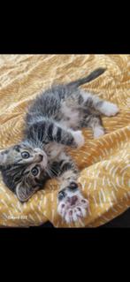 Peosje, Poes, 0 tot 2 jaar