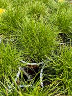 Festuca gautieri ‘Scoparia’ P10,5cm, Ophalen, Vaste plant, Siergrassen