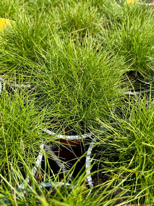 Festuca gautieri ‘Scoparia’ P10,5cm, Tuin en Terras, Planten | Tuinplanten, Vaste plant, Siergrassen, Ophalen