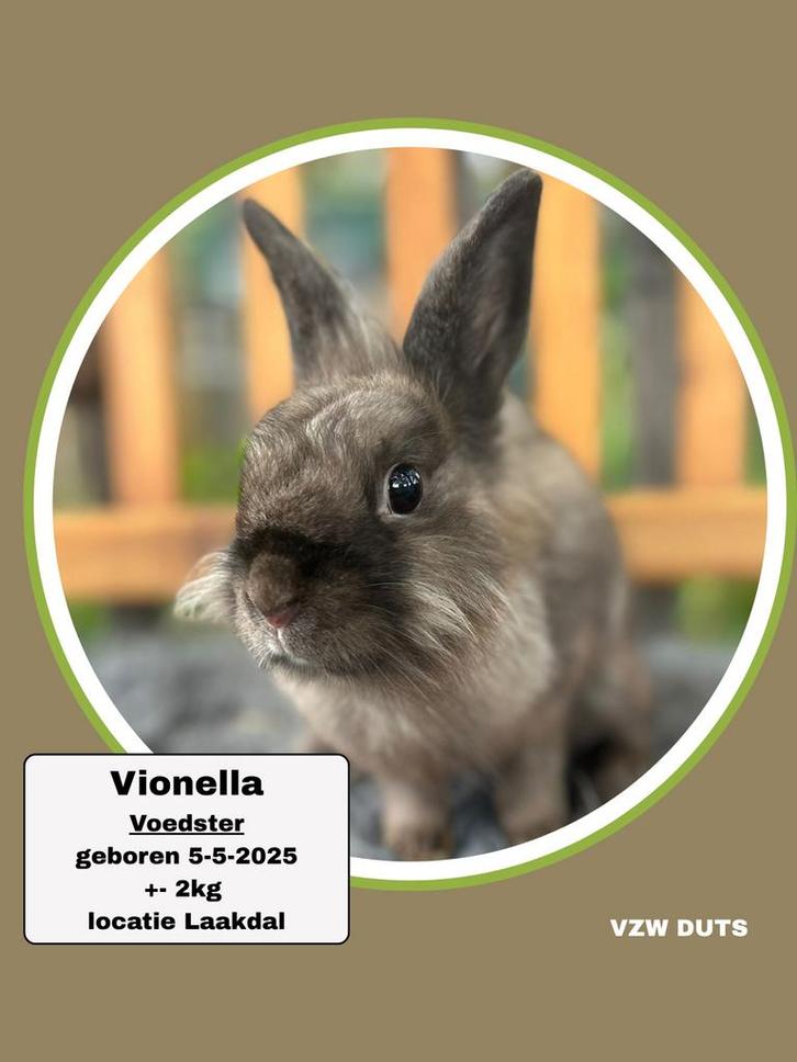 TER ADOPTIE VOEDSTER, Dieren en Toebehoren, Konijnen, Klein, Vrouwelijk, 0 tot 2 jaar