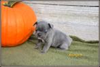 Franse Bulldog pupjes, Dieren en Toebehoren, België, CDV (hondenziekte), 8 tot 15 weken, Bulldog