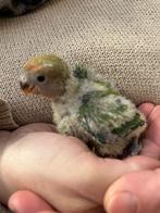 Agapornis roseicollie babys handopfok, Tam