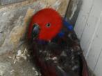Edelpapegaai popje ter adoptie, Dieren en Toebehoren, Vrouwelijk, Papegaai, Geringd