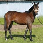 Dressuur merrie, Dieren en Toebehoren, Paarden, Merrie, Gechipt, Dressuurpaard, Zadelmak