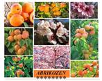 ABRIKOZEN-BOMEN : LAAGSTAM 17€, HALFSTAM 22€/STUK, Tuin en Terras, Planten | Tuinplanten, Volle zon, Vaste plant, Ophalen of Verzenden
