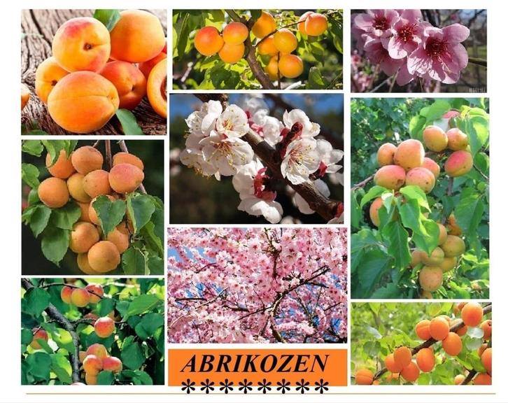 ABRIKOZEN-BOMEN : LAAGSTAM 17€, HALFSTAM 22€/STUK, Tuin en Terras, Planten | Tuinplanten, Vaste plant, Fruitplanten, Volle zon