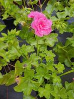 Geranium en perkplanten, Tuin en Terras, Planten | Tuinplanten, Ophalen