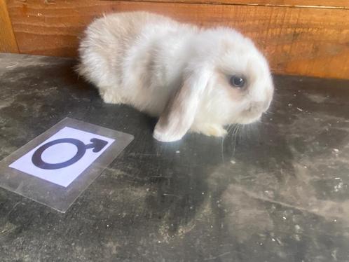 Nederlandse hangoordwerg NHD, Dieren en Toebehoren, Konijnen, Dwerg, Meerdere dieren, 0 tot 2 jaar, Hangoor