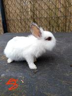 Prachtige baby konijntjes, Dieren en Toebehoren, Konijnen