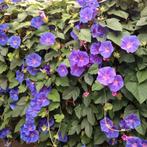 Ipomea paars/blauw, Tuin en Terras, Planten | Tuinplanten, Ophalen