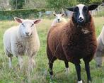 schapen, Dieren en Toebehoren, Maart, Vrouwelijk