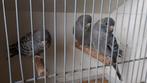3 perruches grises, face arrière 2024, Animaux & Accessoires, Perruche, Bagué, Plusieurs animaux