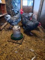 Broedeieren mechelse koekoek, Animaux & Accessoires, Volatiles