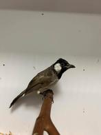 1-1 witoorbuulbuuls ( in nll), Meerdere dieren, Tropenvogel, Geringd