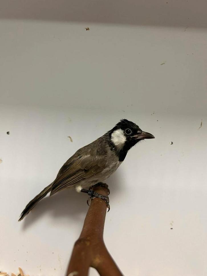 1-1 witoorbuulbuuls ( in nll), Animaux & Accessoires, Oiseaux | Oiseaux Autre, Oiseau tropical, Plusieurs animaux, Bagué